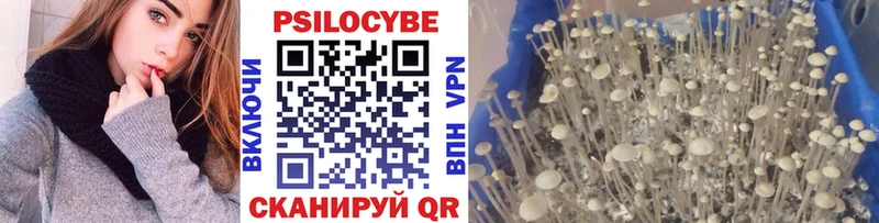 Купить где  Кумертау  Галлюциногенные грибы Cubensis 